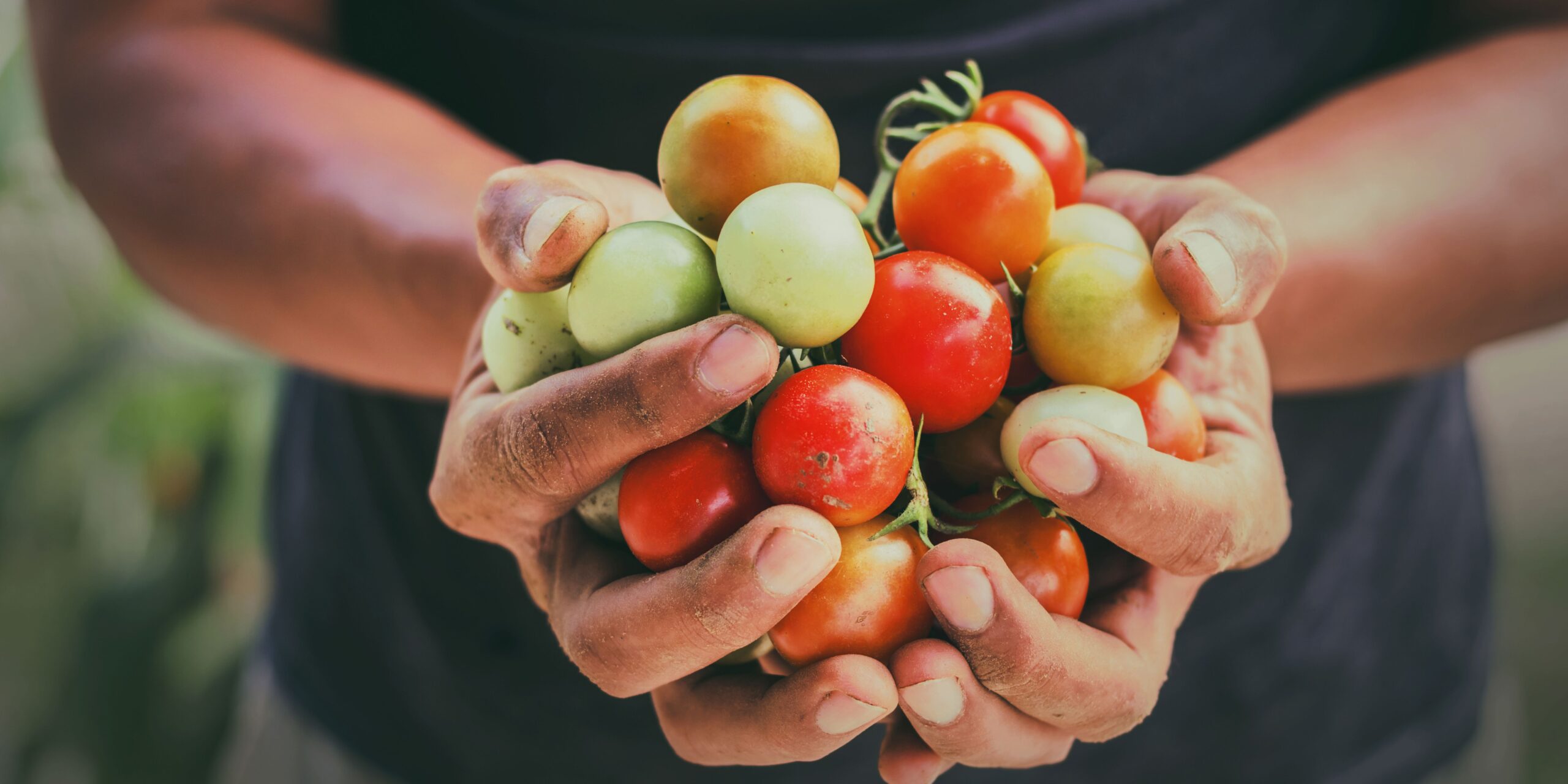 Tomaten vers van de boer